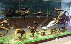 楚雄州博物館旅遊攻略之動物標本廳
