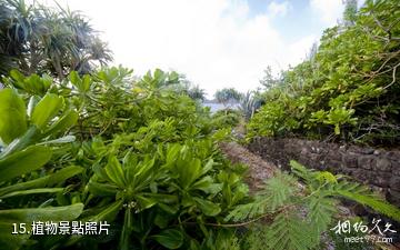 日本小笠原群島-植物照片
