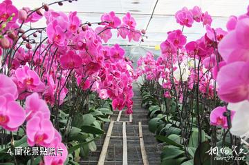 臨洮三易花卉園-蘭花照片
