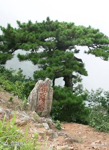 安徽万佛山国家森林公园-盘龙松照片