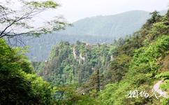 武岡雲山國家森林公園旅遊攻略之森林