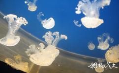 天津海昌极地海洋世界旅游攻略之水母展区