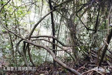 廣西大桂山國家森林公園-藤蔓王國照片