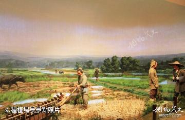 安徽中國稻米博物館-種植場景照片