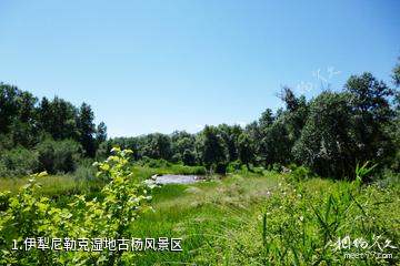 伊犁尼勒克湿地古杨风景区照片