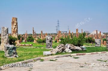 遼寧朝陽鳥化石國家地質公園-化石林照片
