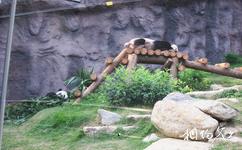 石排灣郊野公園旅遊攻略之大熊貓