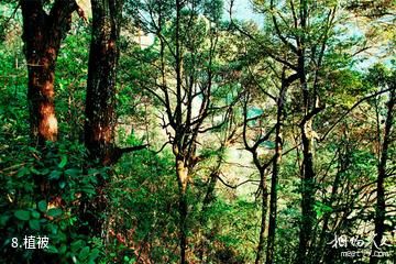 三明君子峰国家级自然保护区-植被照片