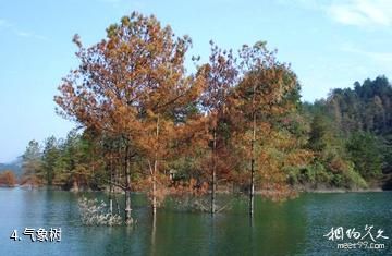 重庆酉水河石堤风景区-气象树照片