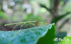 马来西亚姆禄国家公园旅游攻略之竹节虫