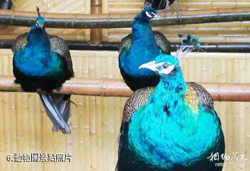 昭通彝族六祖分支景區-動物園照片