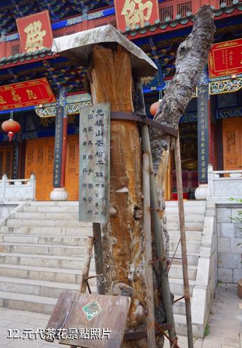 昆明晉寧盤龍寺-元代茶花照片