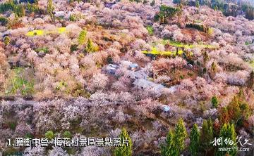 騰衝中營·梅花村景區照片