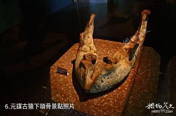 楚雄元謀人博物館-元謀古猿下頜骨照片