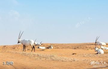 迪拜沙漠保护区-动物照片
