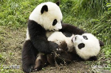 彭州宝山旅游区-大熊猫照片