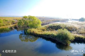 河南豫北黄河故道湿地鸟类国家级自然保护区-植物资源照片