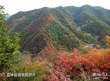 邢台蠍子溝國家森林公園-森林植被照片