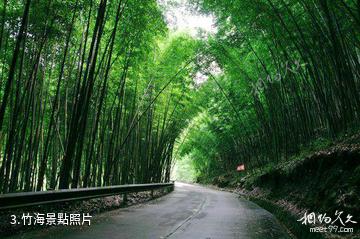 梁平百里竹海風景區-竹海照片