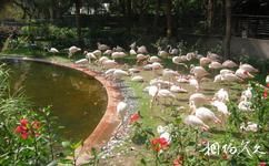 香港九龙公园旅游攻略之鸟湖