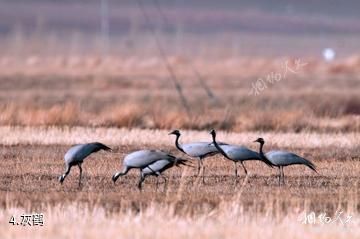 会南会泽黑颈鹤国家级自然保护区-灰鹤照片