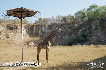 緬甸首都內比都-內比都動物園照片