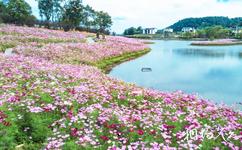 重慶巴南天坪山雲林天鄉旅遊攻略之格桑花