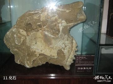 张家界秀华山馆-化石照片