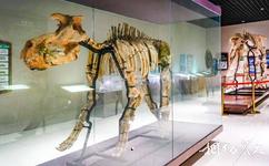 鄖陽青龍山恐龍蛋化石群國家地質公園旅遊攻略之博物館