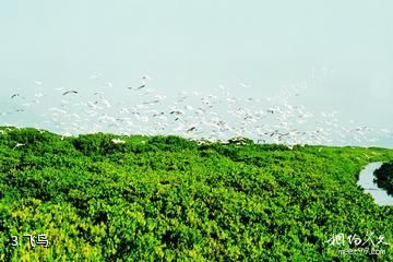 福建漳江口红树林国家级自然保护区-飞鸟照片