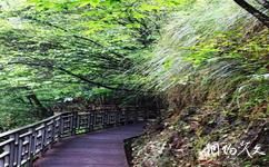 文成銅鈴山國家森林公園旅遊攻略之松木棧道