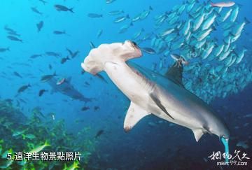 哥斯大黎加科科斯島國家公園-遠洋生物照片