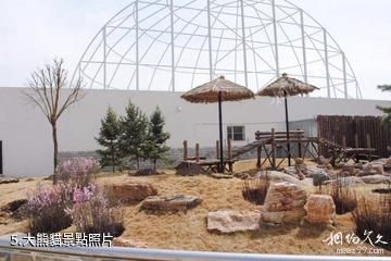 呼和浩特大青山野生動物園-大熊貓照片