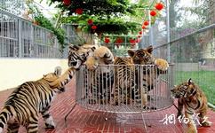 三亚龙虎园旅游攻略之老虎繁殖驯养区