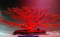 青岛水族馆旅游攻略之红珊瑚