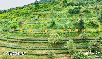 梅州豐順韓山歷史文化旅遊區-茶園照片