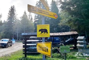塞尔维亚塔拉国家公园-棕熊照片