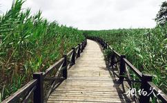 崇明西沙国家湿地公园旅游攻略之木栈道