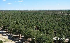 章古台沙地国家森林公园旅游攻略之万亩人工林