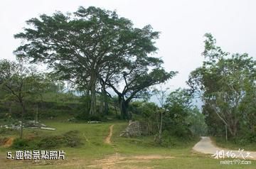 瓊中百花嶺風景區-鹿樹照片