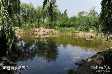 壽光濱河城市濕地公園-植物照片