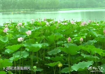 青島蔬菜科技示範園-荷花池照片