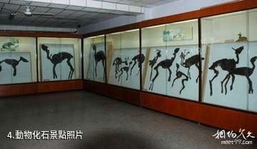 山東山旺古生物化石國家級自然保護區-動物化石照片