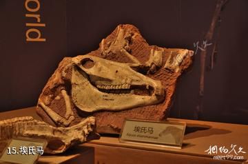 和政古动物化石博物馆-埃氏马照片