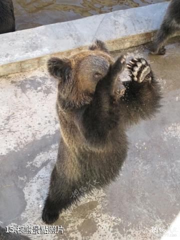 牡丹江黑寶熊樂園-棕熊照片