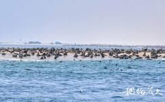 纳米比亚鲸湾港旅游攻略之海豹