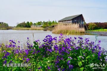 上海東灘濕地公園-雀鳴渡照片