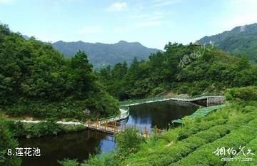 临沂茶山旅游区-莲花池照片