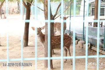 大連橫山北普陀主題文化公園-鹿野苑照片