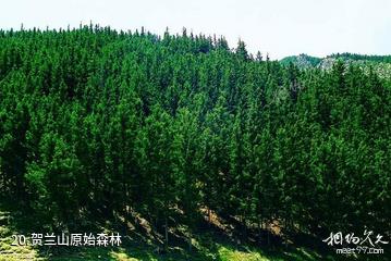 阿拉善盟福因寺（北寺）旅游区-贺兰山原始森林照片